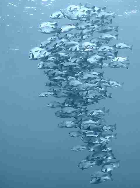 兰州职业技术学院校花邢书珩